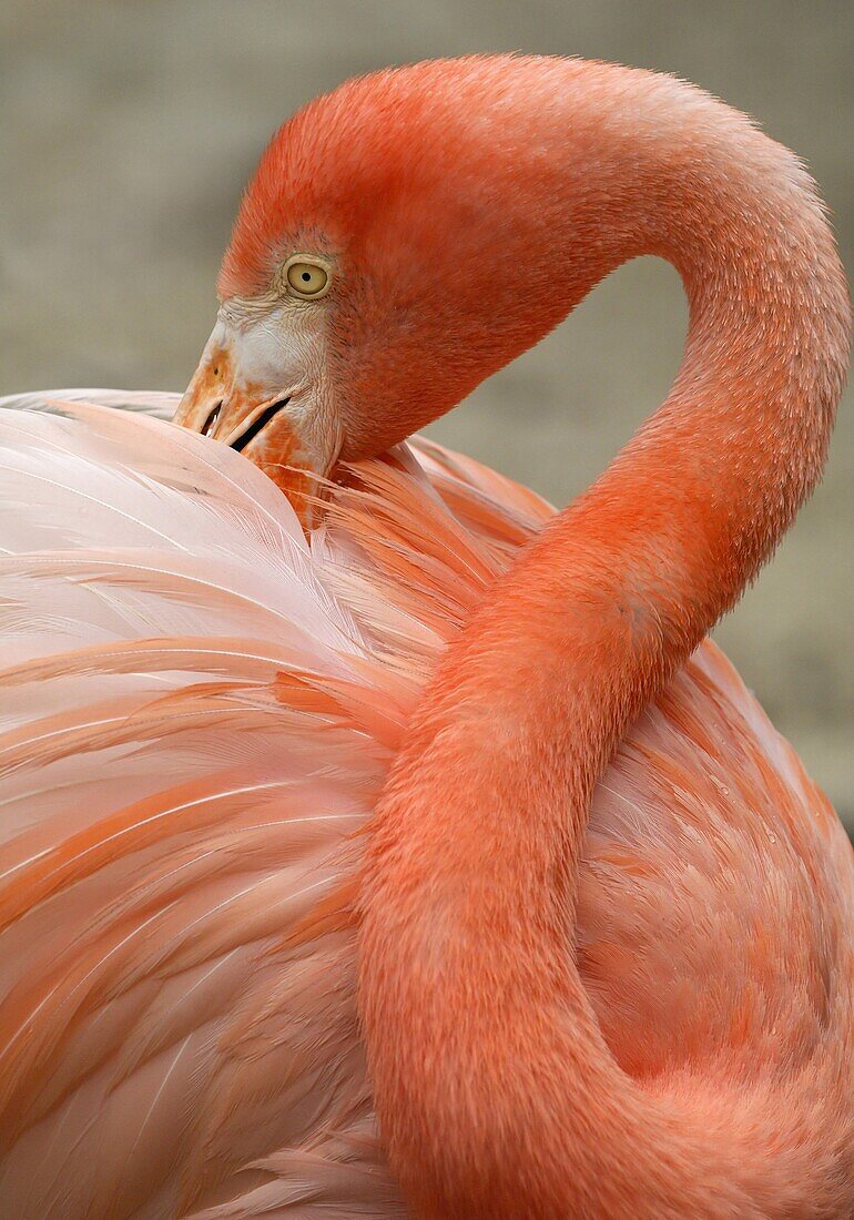 Greater Flamingo (Phoenicopterus ruber) preening, Curacao, Dutch Antilles