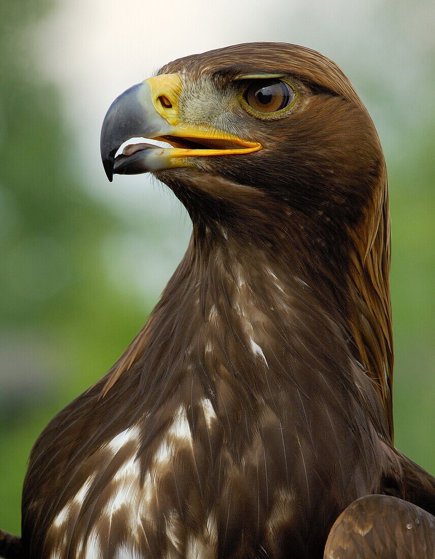Golden Eagle (Aquila chrysaetos), Netherlands