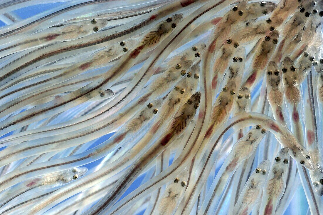 European Eel (Anguilla anguilla) fry, Wieringermeer, Netherlands