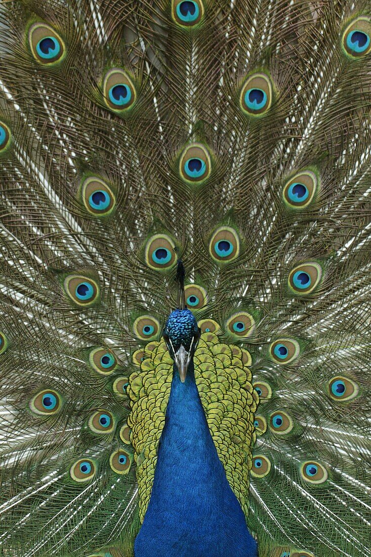 Indian Peafowl (Pavo cristatus) male spreading its tail feathers, Deventer, Netherlands