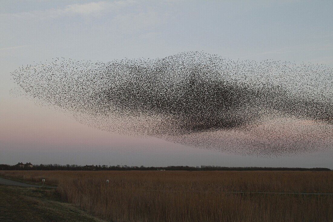 Common Starling (Sturnus vulgaris) huge flock in wetland, Lauwersmeer, Netherlands