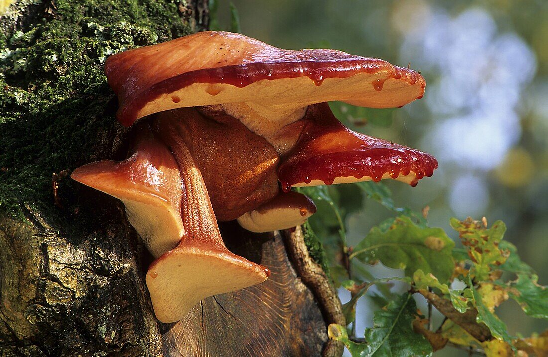 Beefsteak Fungus (Fistulina hepatica), Netherlands