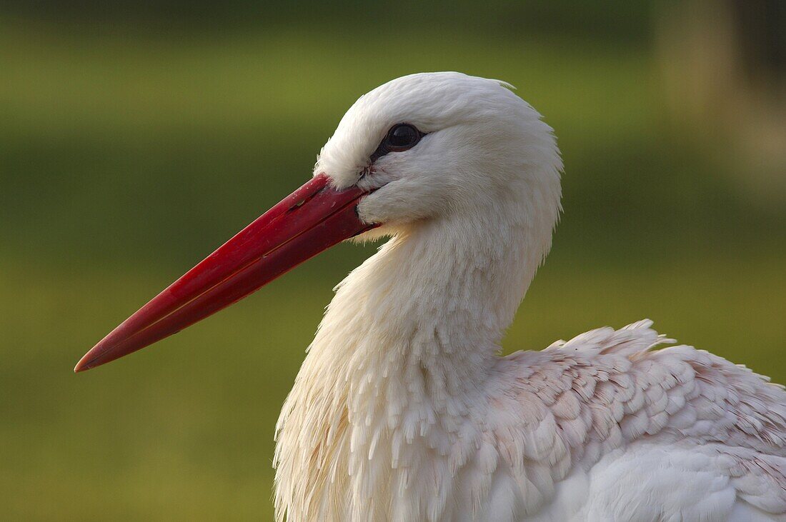 White Stork (Ciconia ciconia), Antwerp, Belgium