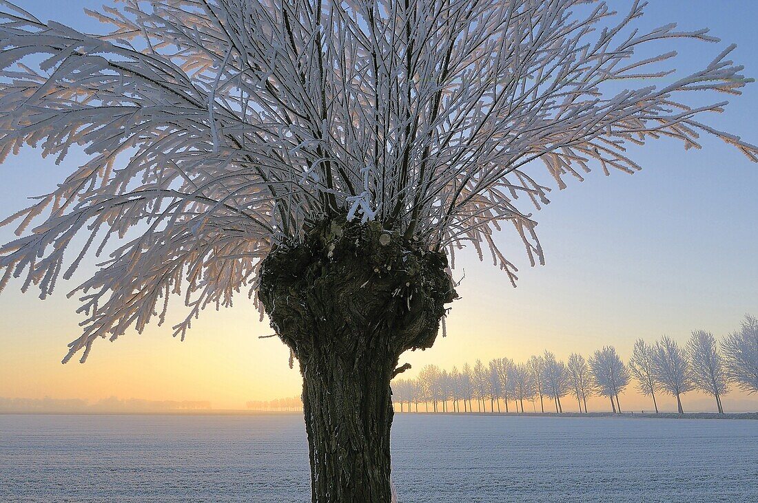 Willow (Salix sp) covered in frost, Lingewaal, Netherlands