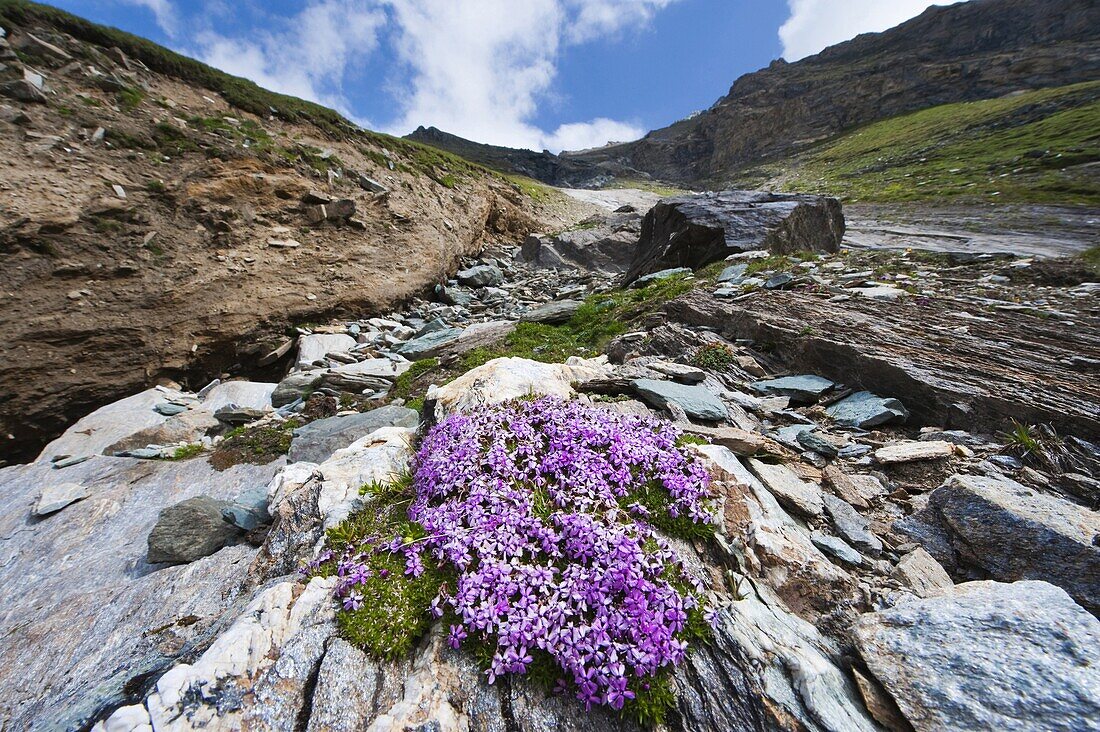 Moss Campion (Silene acaulis), Heiligenblut, Austria