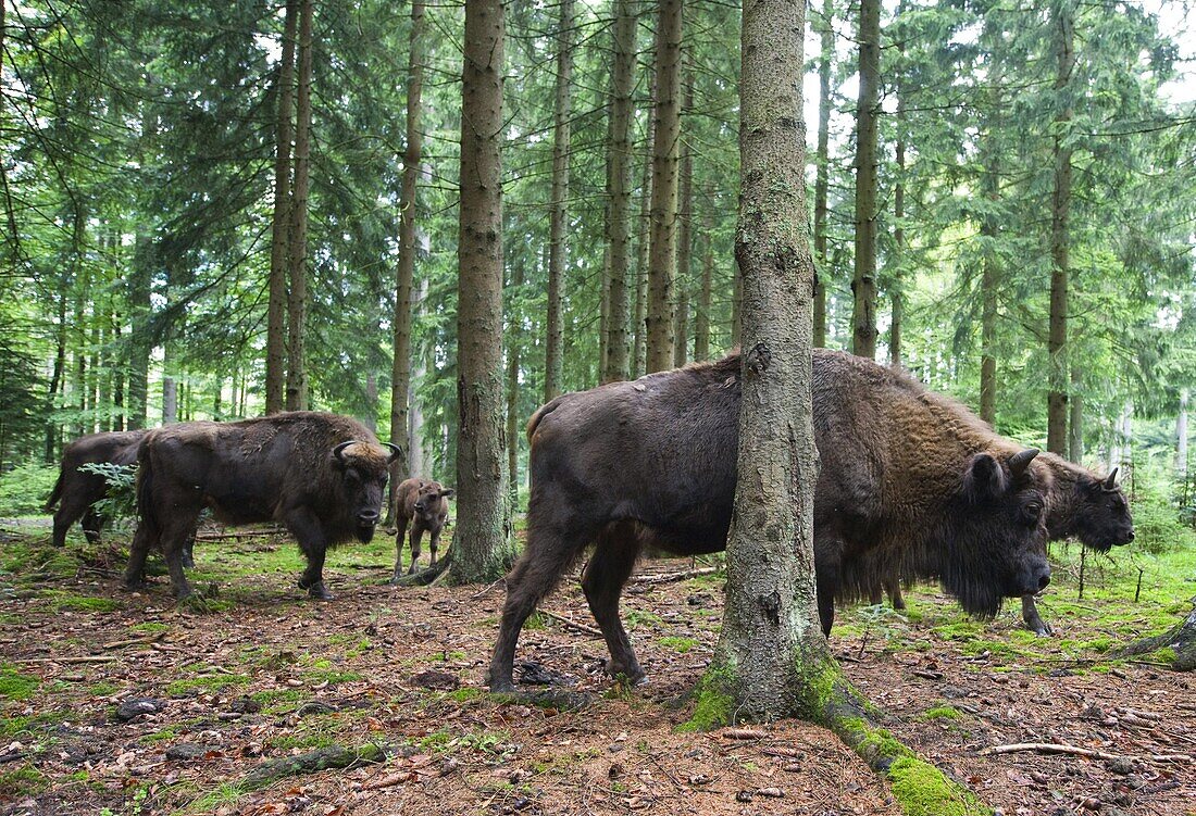 European Bison (Bison bonasus) herd moving through mountain forest, Neuschonau, Germany