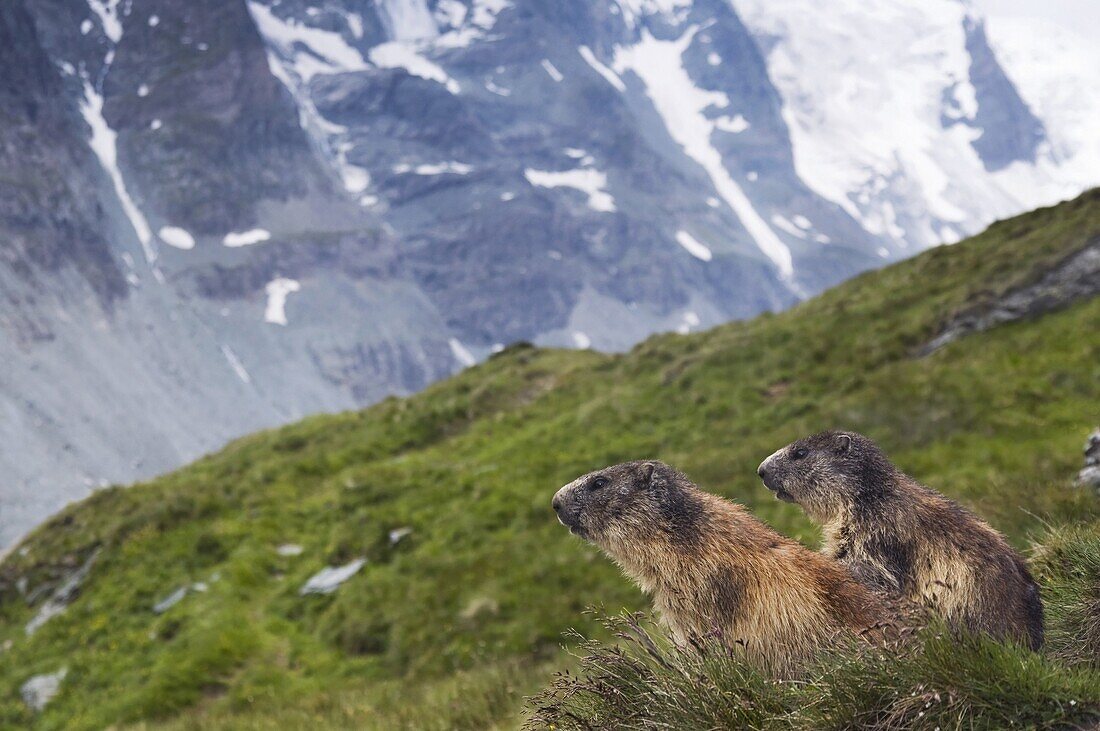 Alpine Marmot (Marmota marmota) pair, Hohe Tauern National Park, Austria