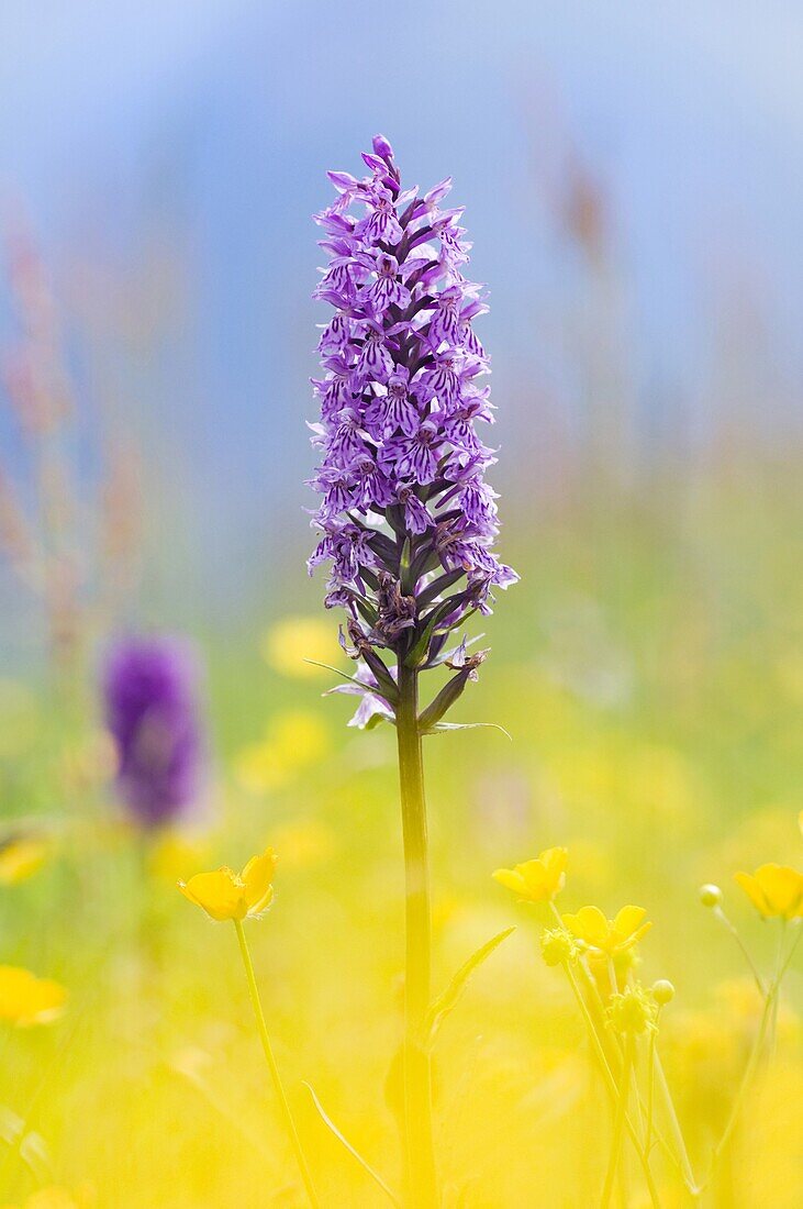 Common Spotted Orchid (Dactylorhiza fuchsii) in alpine meadow, Hohe Tauern National Park, Austria