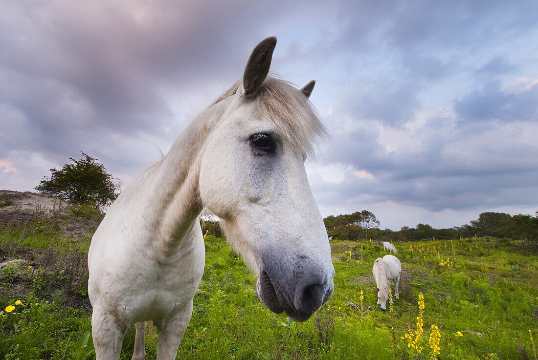 Domestic Horse (Equus caballus) trio grazing, Netherlands