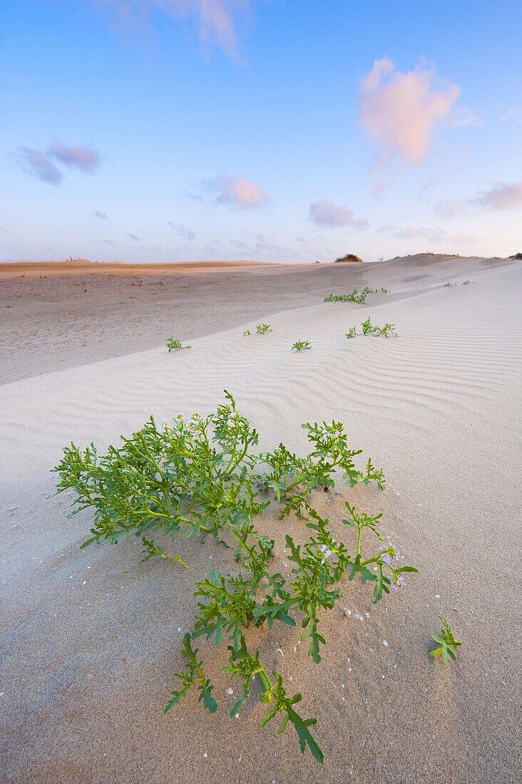 Dunes along coast at sunset, Netherlands