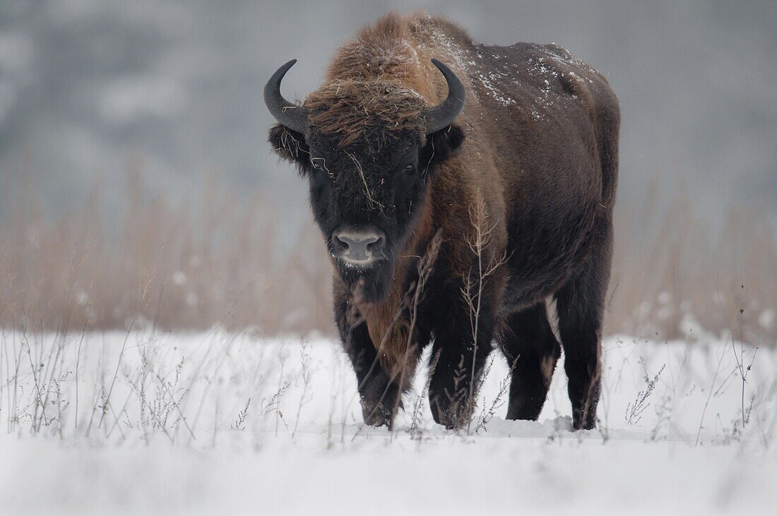 European Bison (Bison bonasus) in winter, Poland