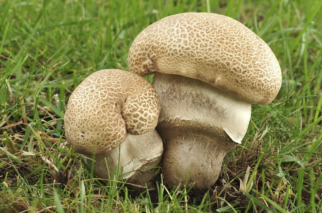 Slate Scaber Stalk (Leccinum duriusculum) mushroom, Middelburg, Netherlands