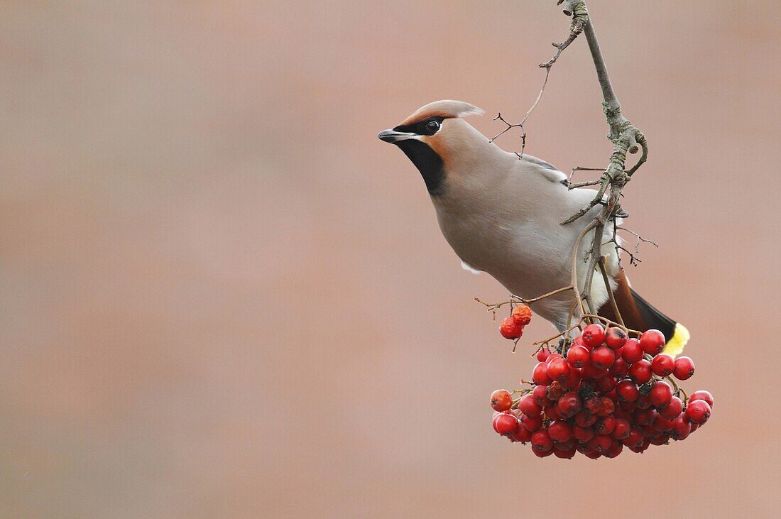 Bohemian Waxwing (Bombycilla garrulus) foraging on berries, Groningen, Netherlands