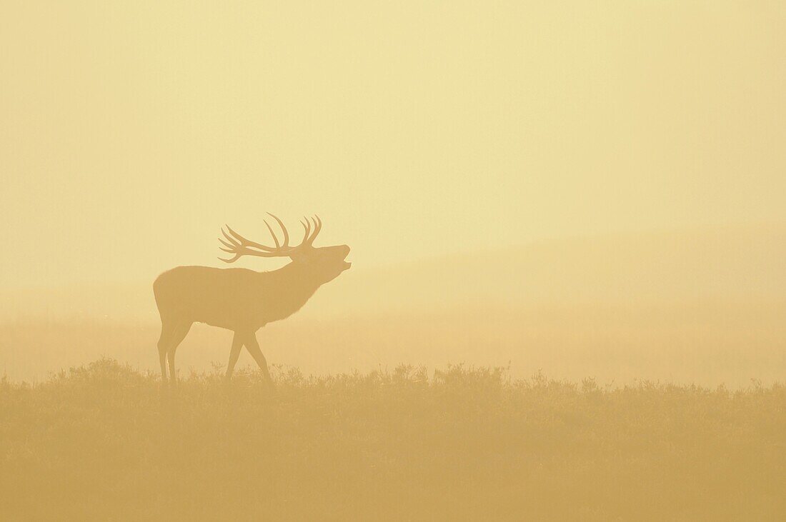 Red Deer (Cervus elaphus) stag bugling during rut, Veluwe, Netherlands