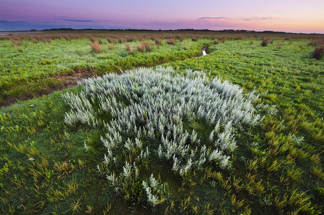 Sea Wormwood (Artemisia maritima) in coastal tidal marsh, Kwade Hoek, Netherlands