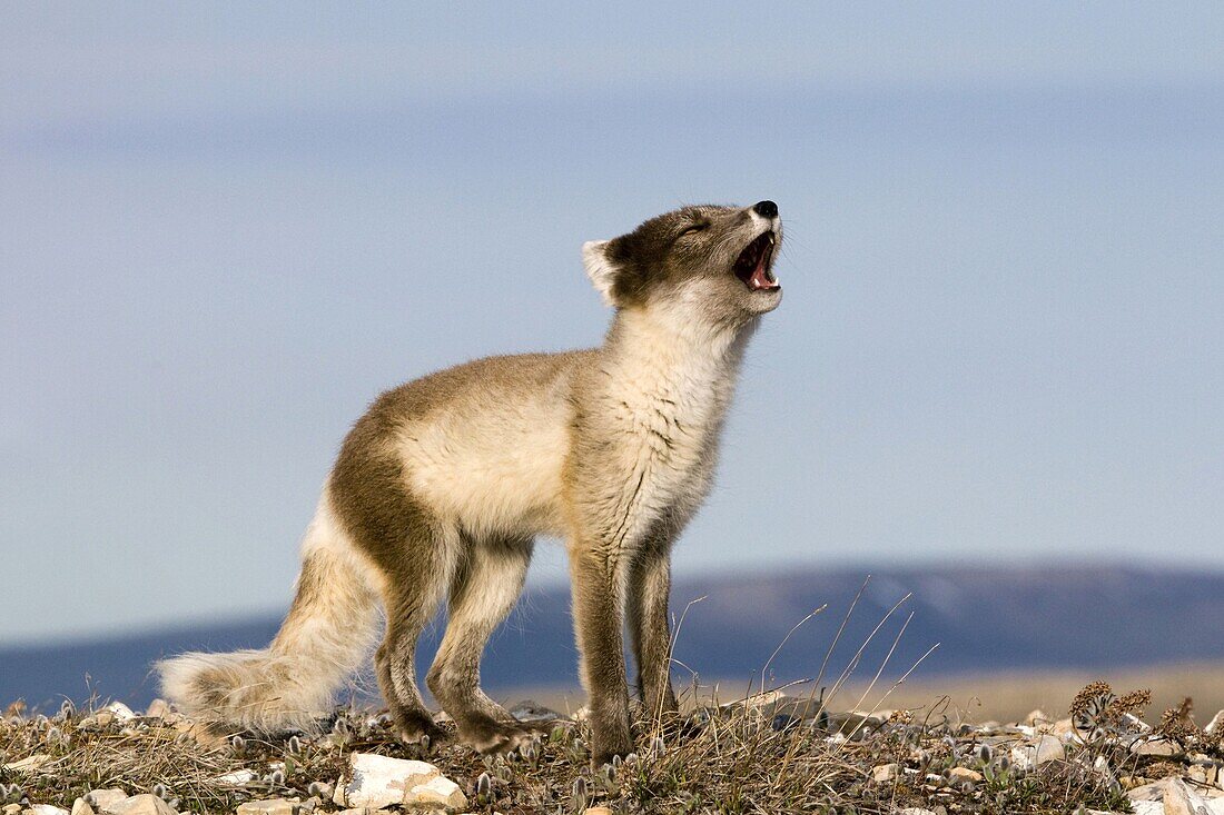 Arctic Fox (Alopex lagopus) barking, Victoria Island, Canada