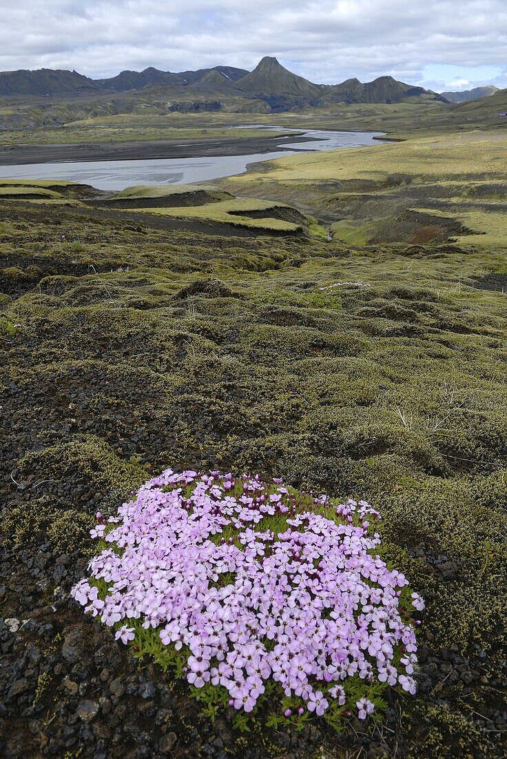 Flowers in volcanic landscape, Geirlandshraun, Iceland