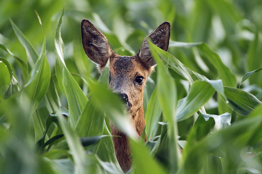 Western Roe Deer (Capreolus capreolus) female hiding in corn field, Haaksbergen, Netherlands