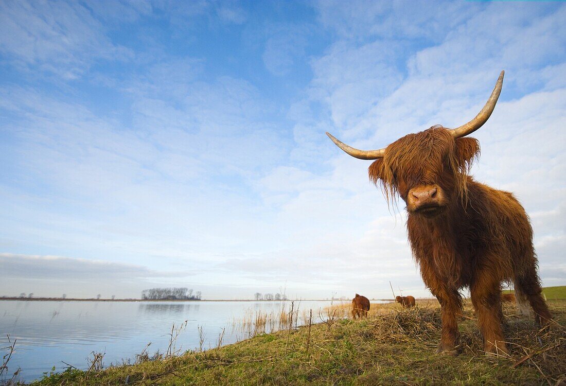 Highland Cattle (Bos taurus), Tiengemeten Island, Netherlands