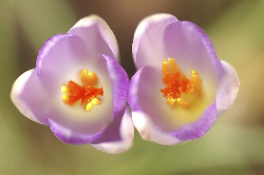 Botanical Crocus (Crocus tommasinianus) flowers, Middelburg, Netherlands