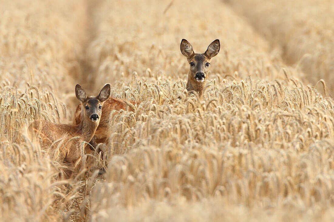 Western Roe Deer (Capreolus capreolus) mother and calf in grain field, Harfsen, Netherlands