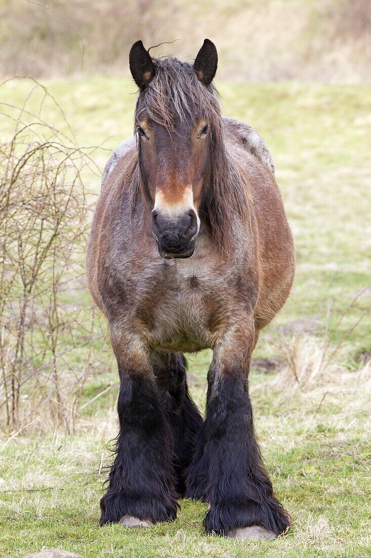 Domestic Horse (Equus caballus), Oeffelt, Netherlands