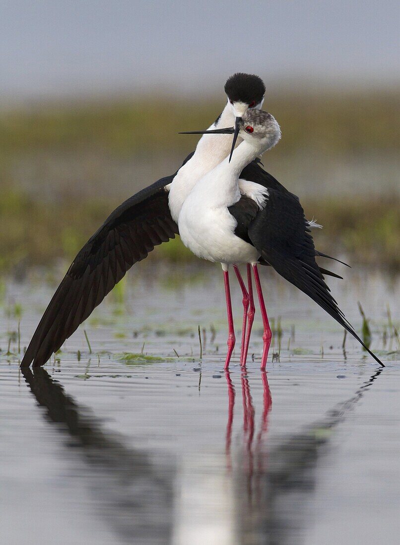 Black-winged Stilt (Himantopus himantopus) pair courting, Florence, Italy