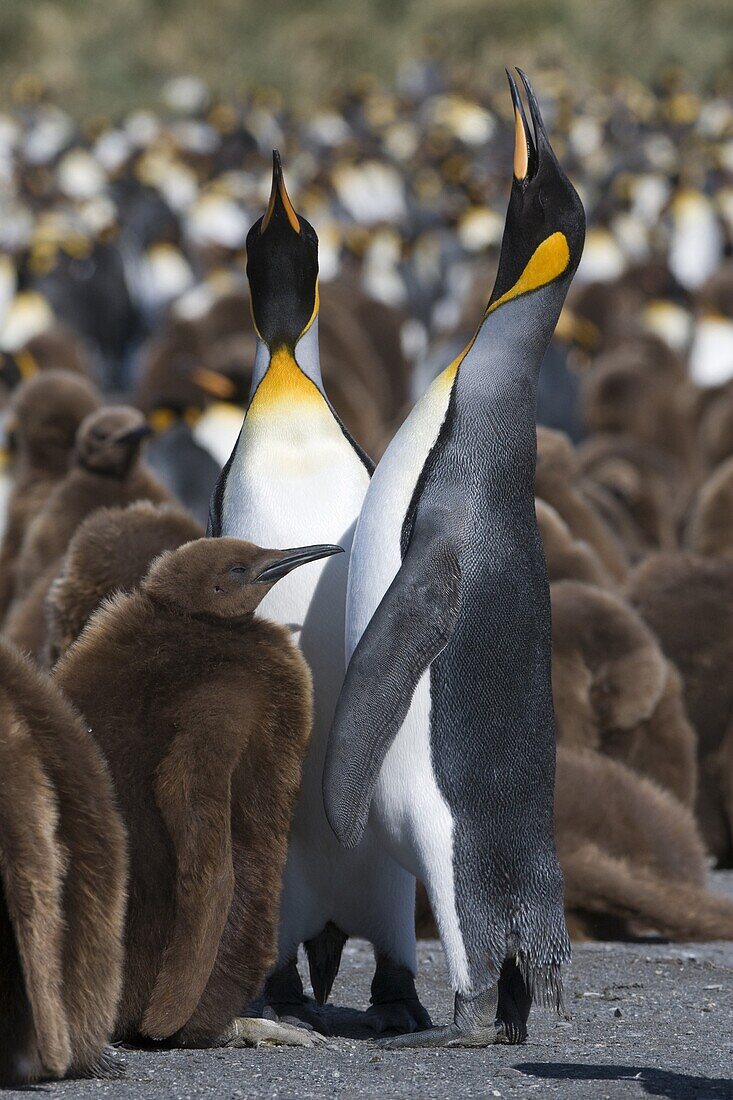 King Penguin (Aptenodytes patagonicus) pair greeting eachother at edge of colony, South Georgia Island