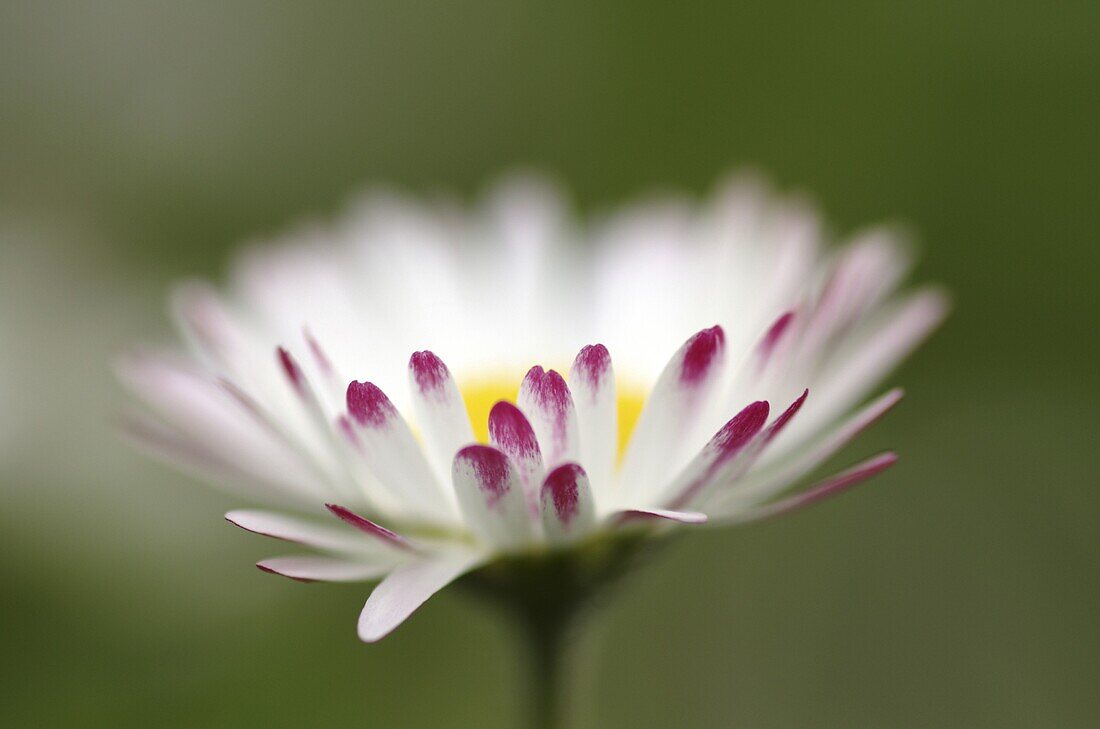 Common Daisy (Bellis perennis), Middelburg, Netherlands