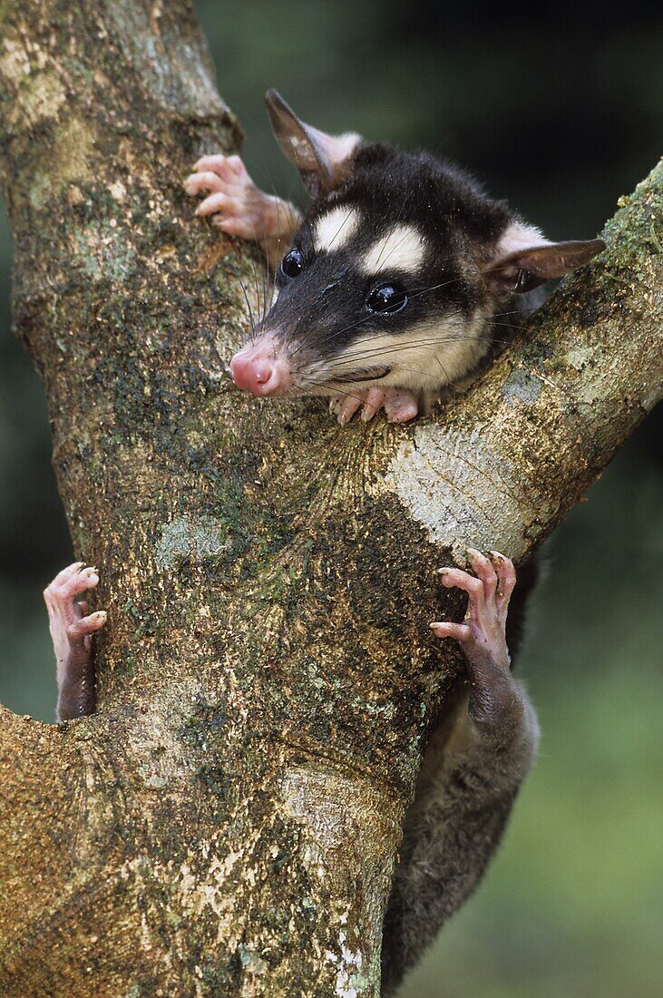 Grey Four-eyed Opossum (Philander opossum) clinging to tree trunk, Guyana