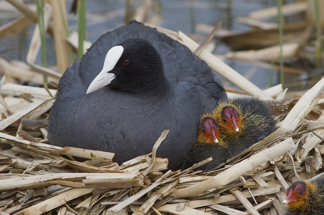Coot (Fulica atra) mother with chicks in nest, Groningen, Netherlands