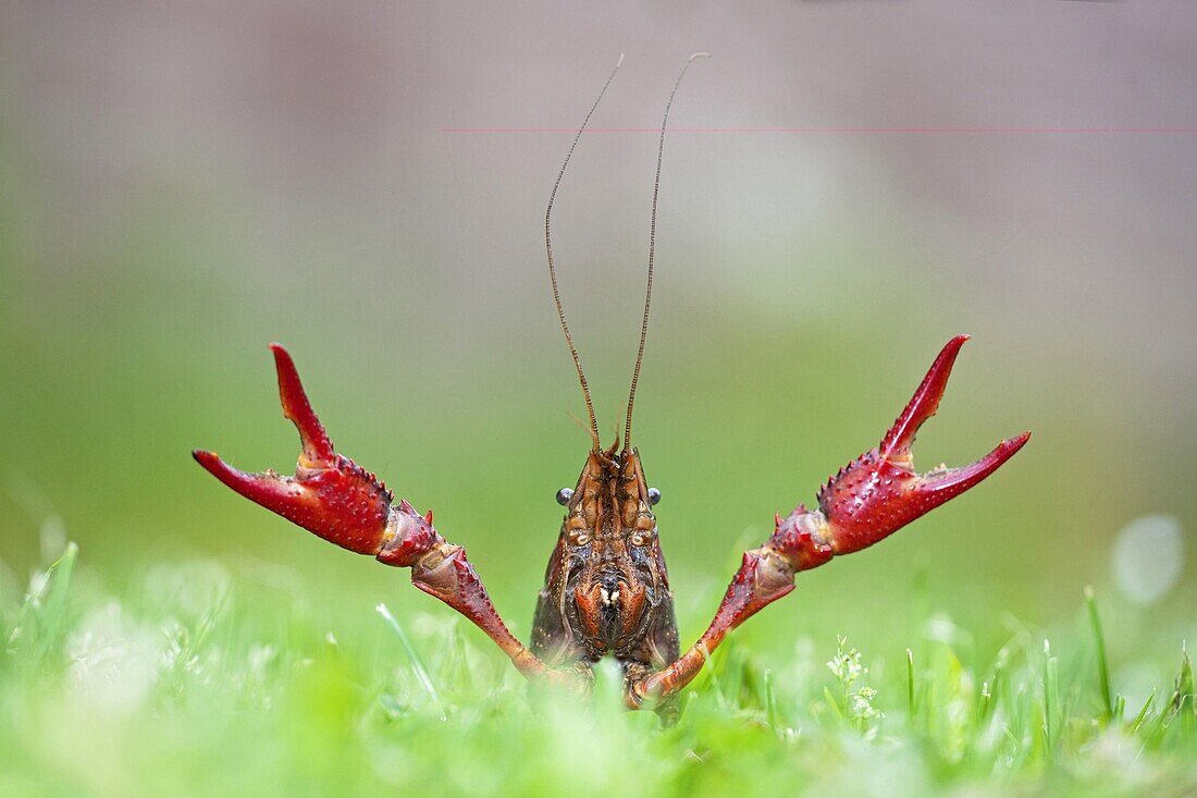Louisiana Crayfish (Procambarus clarkii) raising claws in defensive posture, Nijmegen, Netherlands