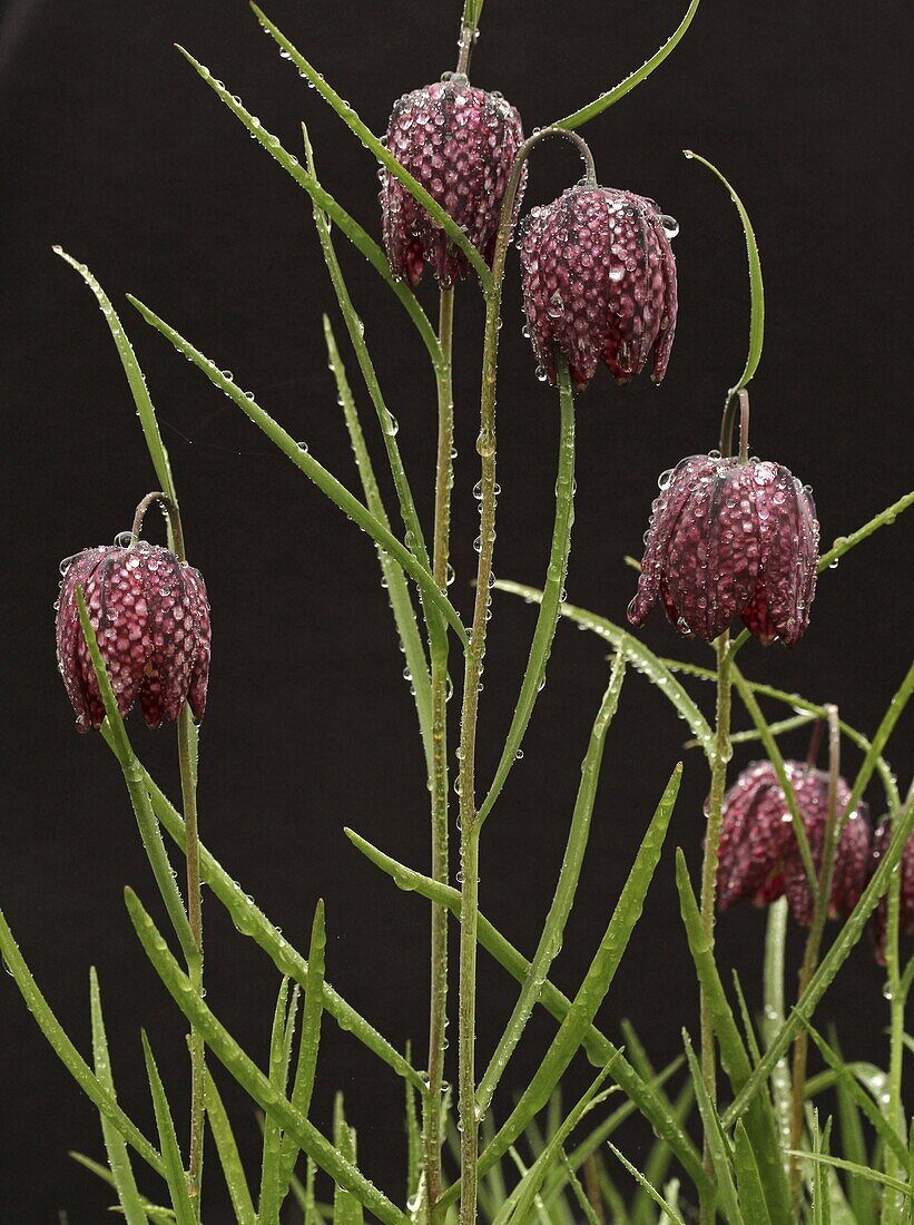 Checkered Lily (Fritillaria meleagris) covered in rain droplets, Wassenaar, Netherlands