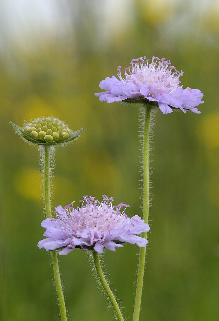 Field Scabious (Knautia arvensis) flowerheads, Bommelerwaard, Netherlands