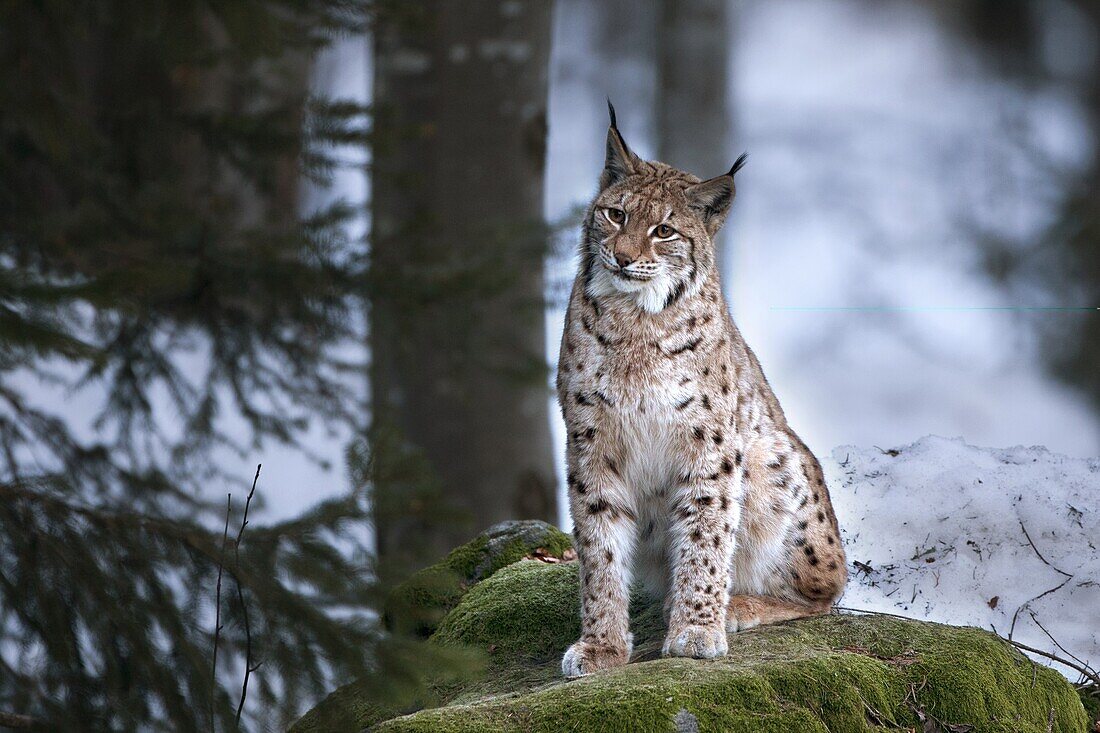 Eurasian Lynx (Lynx lynx), Bayrischer Wald National Park, Germany