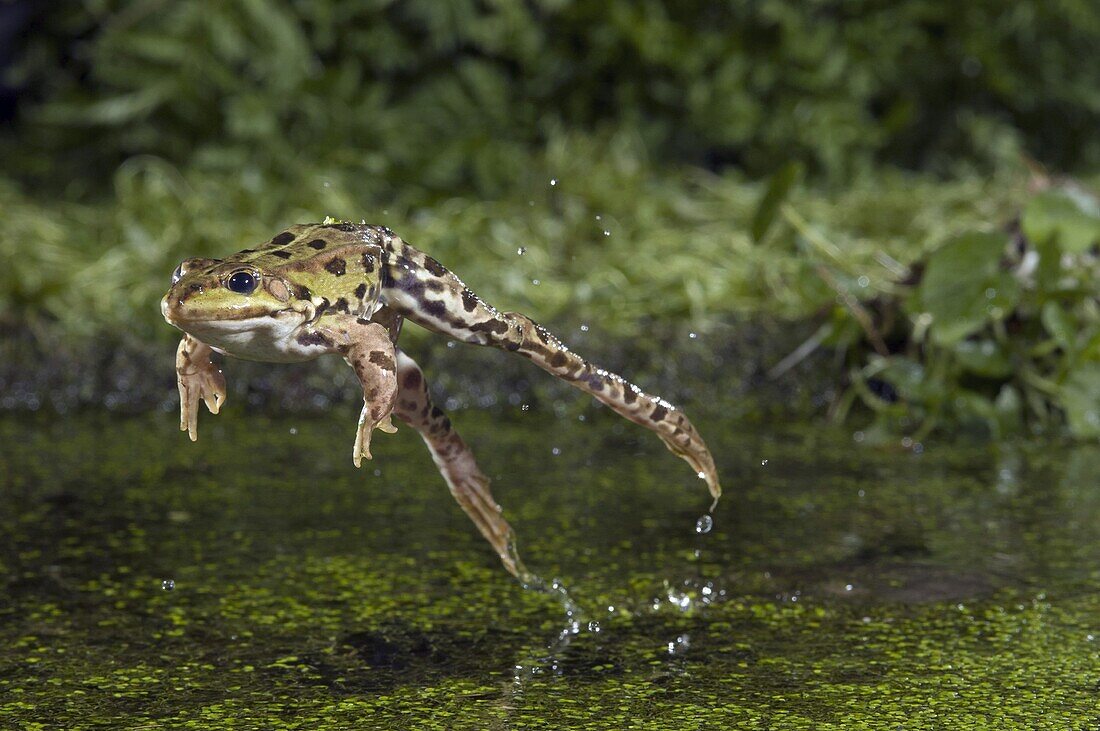 Edible Frog (Rana esculenta) leaping, Venray, Netherlands
