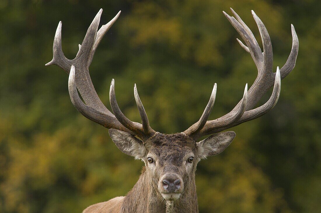 Red Deer (Cervus elaphus) stag with a large rack of antlers, Copenhagen, Denmark