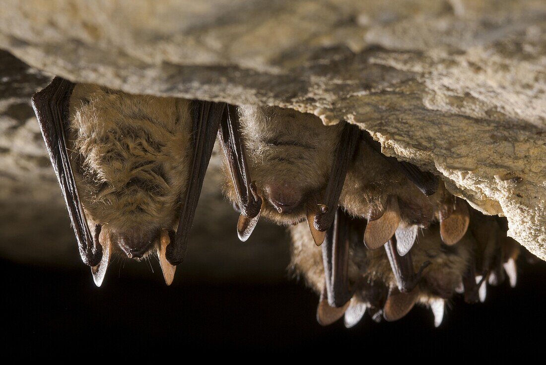 Geoffroy's Bat (Myotis emarginatus) group hibernating in quarry, Eijsden-Margraten, Netherlands