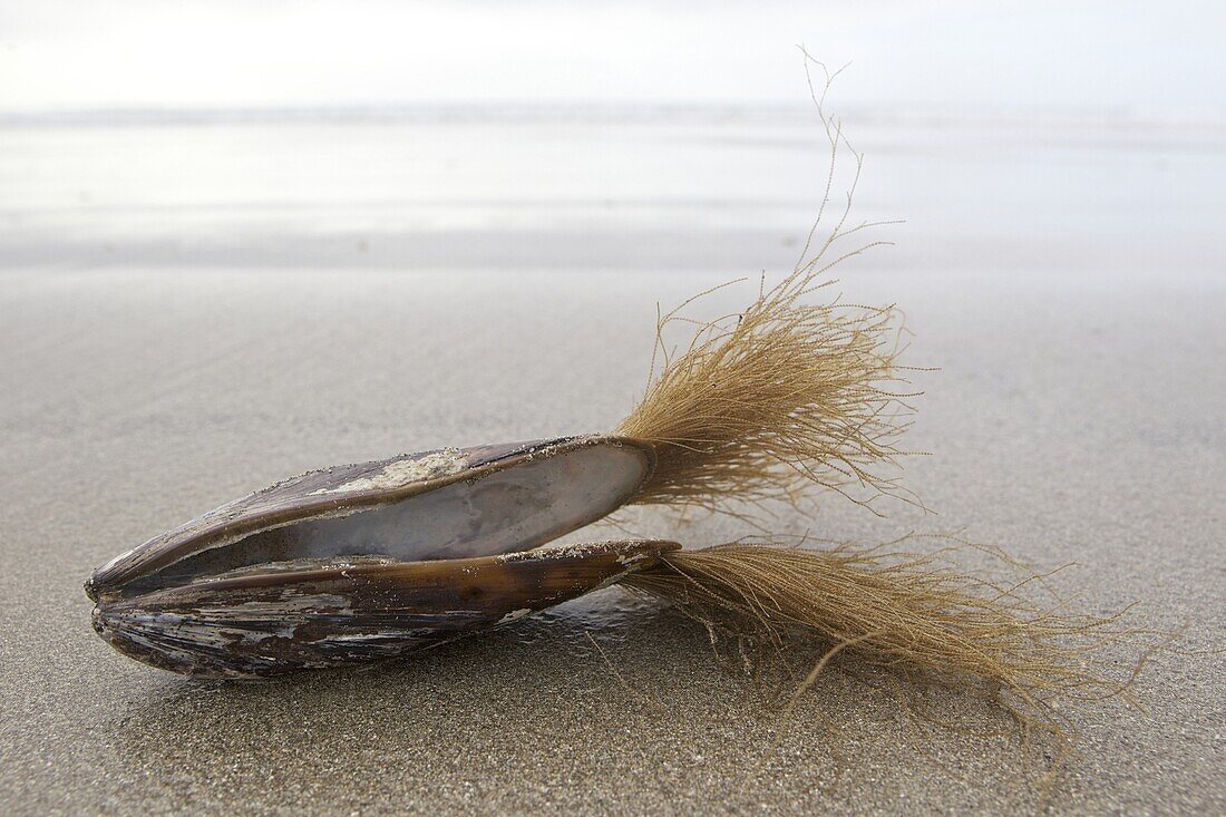Empty mussel shell on beach with byssal threads, Europe