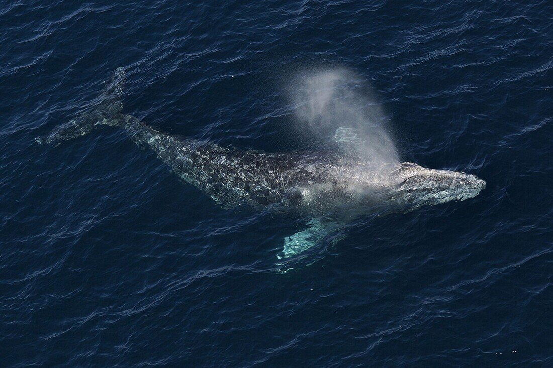 Gray Whale (Eschrichtius robustus) spouting, Baja California, Mexico