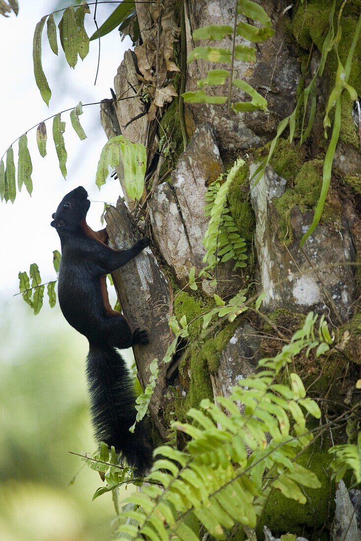 Prevost's Squirrel (Callosciurus prevostii) climbing African Oil Palm (Elaeis guineensis) trunk in plantation, Tawau Hills Park, Sabah, Borneo, Malaysia