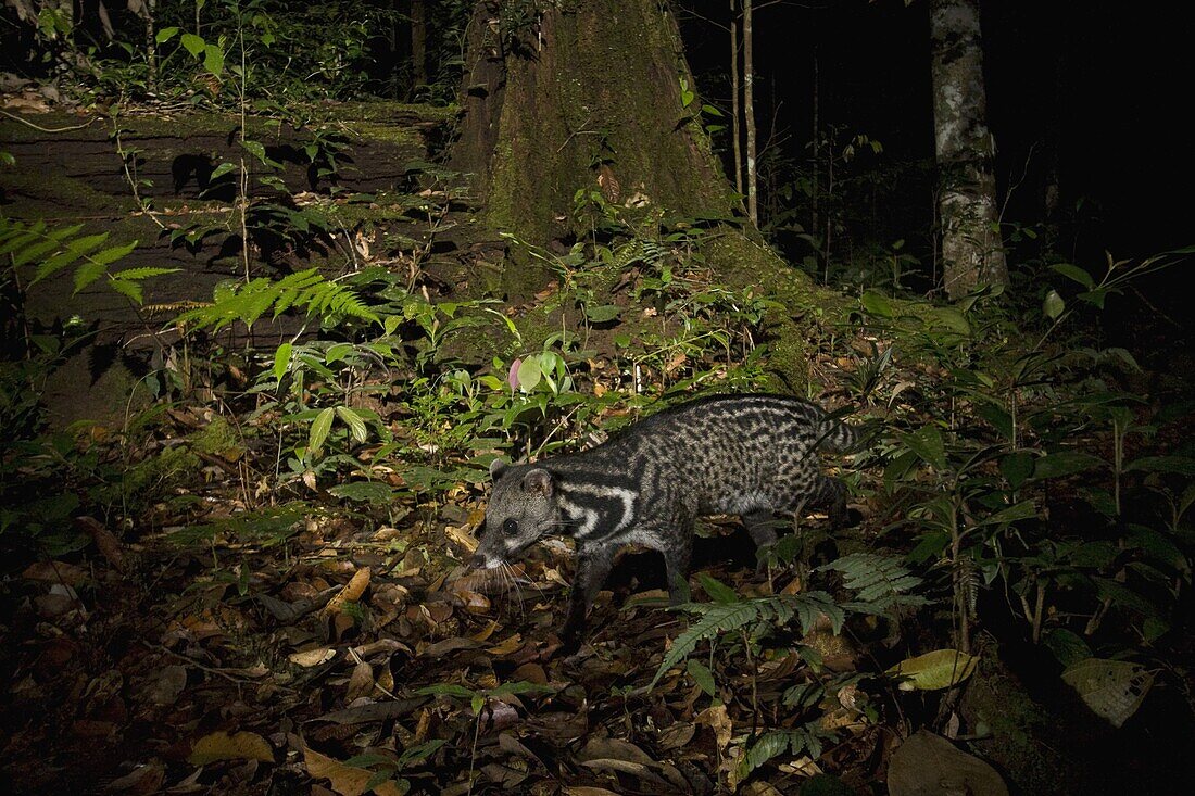 Malayan Civet (Viverra tangalunga) in lowland rainforest at night, Tawau Hills Park, Sabah, Borneo, Malaysia