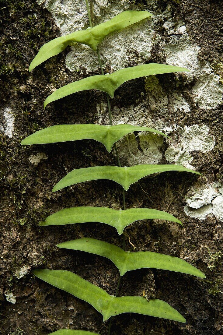 Vine climbing up tree trunk in lowland rainforest, Tawau Hills Park, Sabah, Borneo, Malaysia