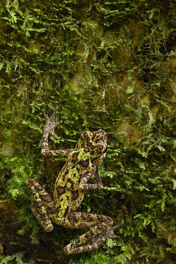 Bornean Rainbow Toad (Ansonia latidisca) male camouflaged on tree trunk, species unseen since 1924 when it was rediscovered in 2011, Tawau Hills Park, Sabah, Borneo, Malaysia