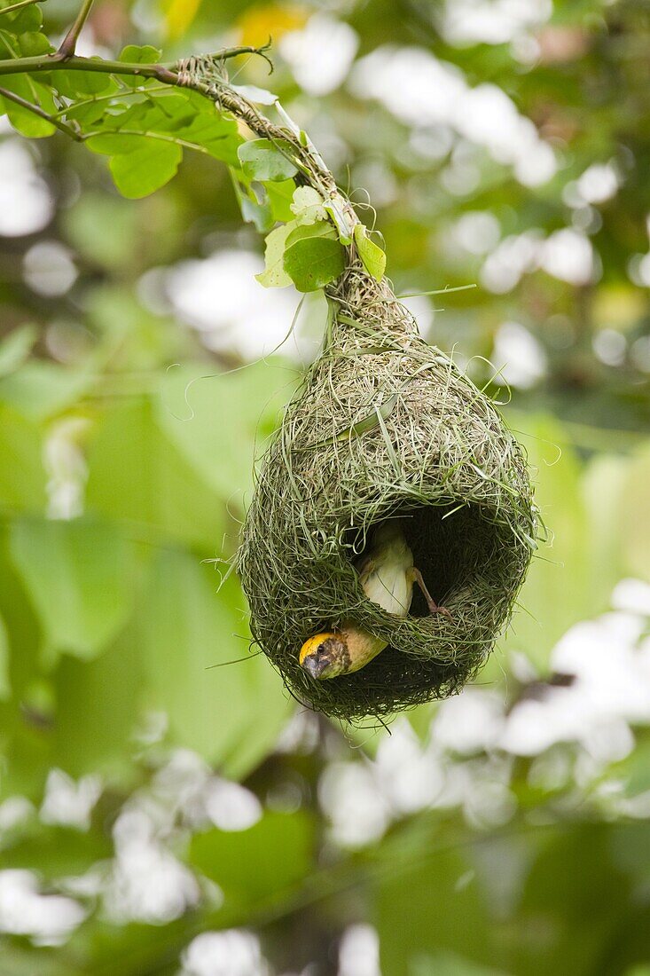 Baya Weaver (Ploceus philippinus) male weaving nest, Sepilok, Sabah, Borneo, Malaysia
