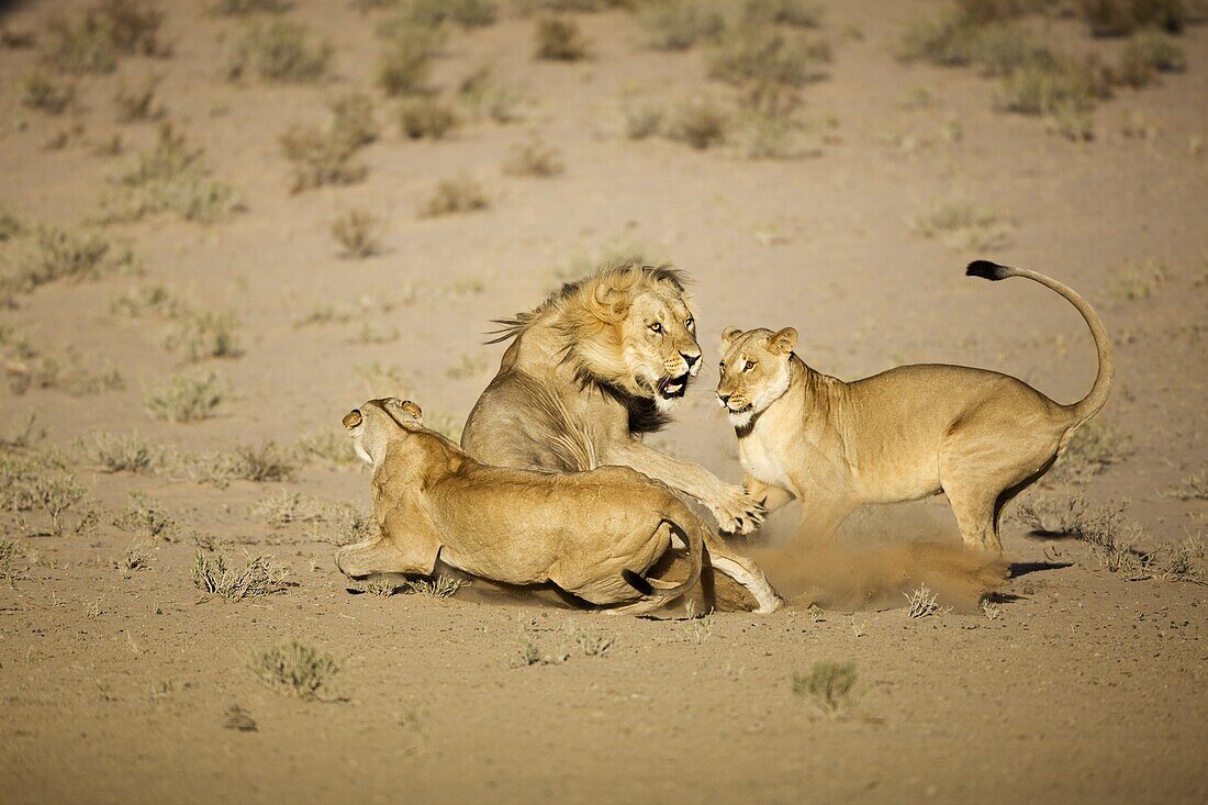 African Lion (Panthera leo) females and male fighting, Kgalagadi Transfrontier Park, South Africa
