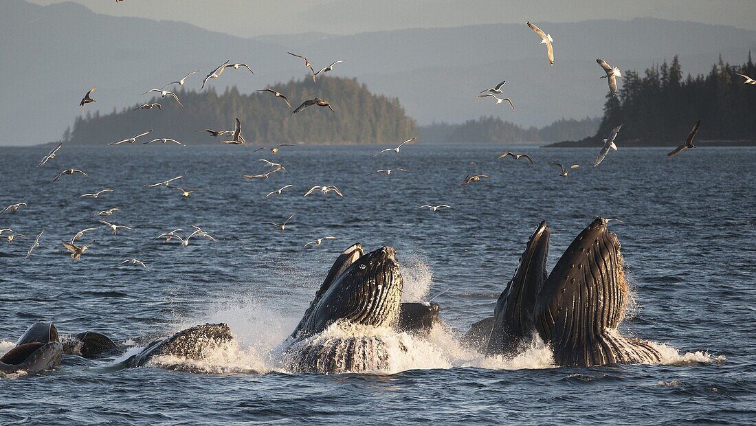 Humpback Whale (Megaptera novaeangliae) group gulp feeding with scavenging gulls flying above, southeast Alaska