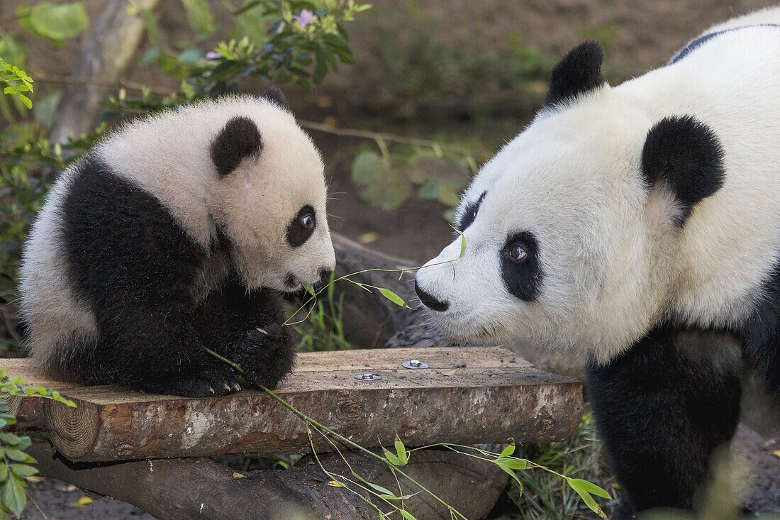 Giant Panda (Ailuropoda melanoleuca) mother with cub, native to China