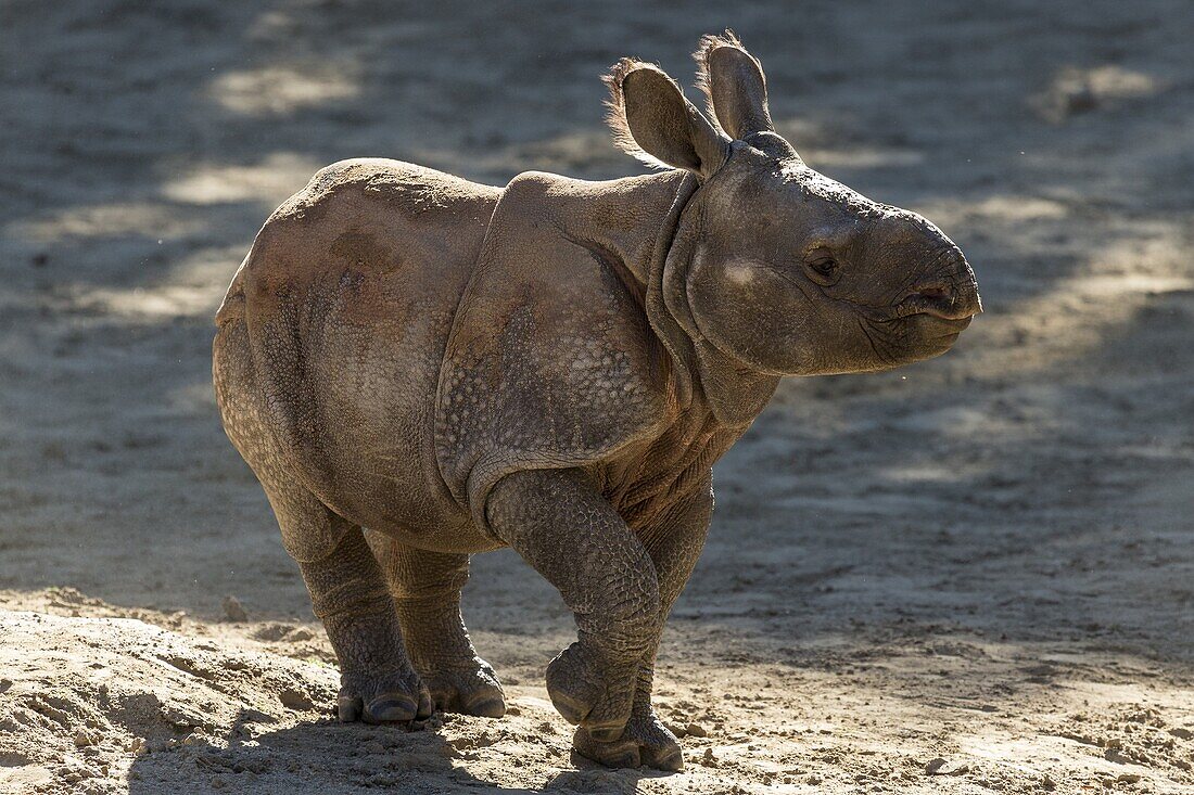 Indian Rhinoceros (Rhinoceros unicornis) calf, native to Asia