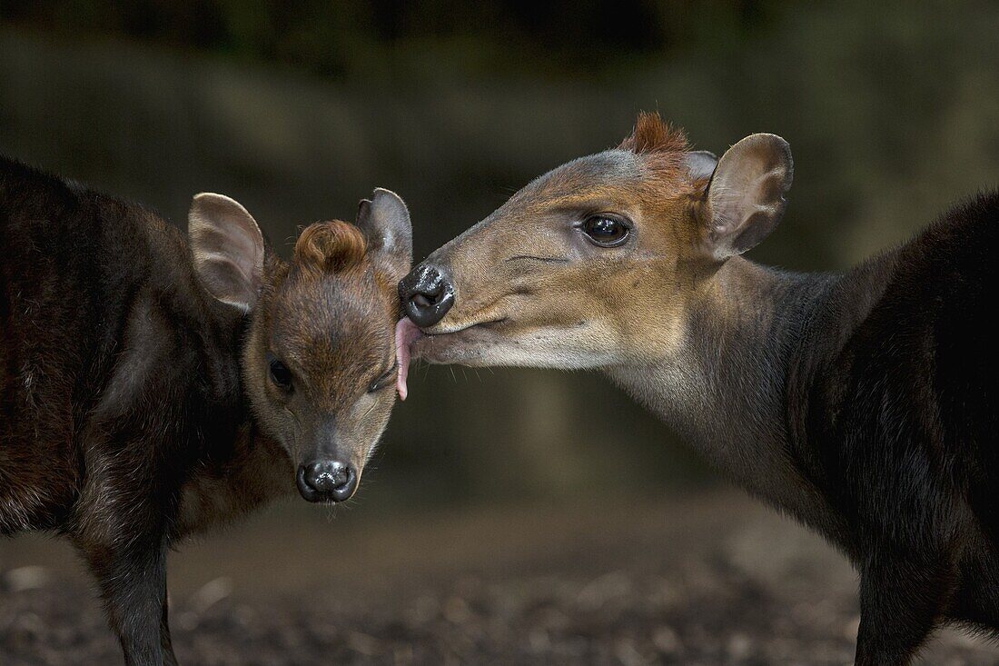 Black Duiker (Cephalophus niger) mother licking calf, native to Africa